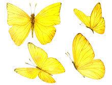 Illustration Of Yellow Butterflies. Watercolor. Watercolor Clip Art.