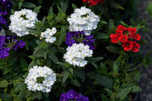 Mixed Colored Verbena Flowers In A Sunny Summer Garden, White, Red And Blue, Top View Of Beautiful Outdoor Floral Background.