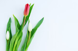 Fototapeta Tulipany - Three tulips on  white background. Place for your text.