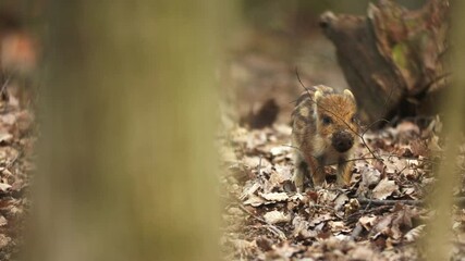 Wall Mural - closeup young wild boar sus scrofa calm piggy looking for nutriment in dark woods. wildlife tranquil
