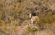 Wild Burro In The Arizona Desert