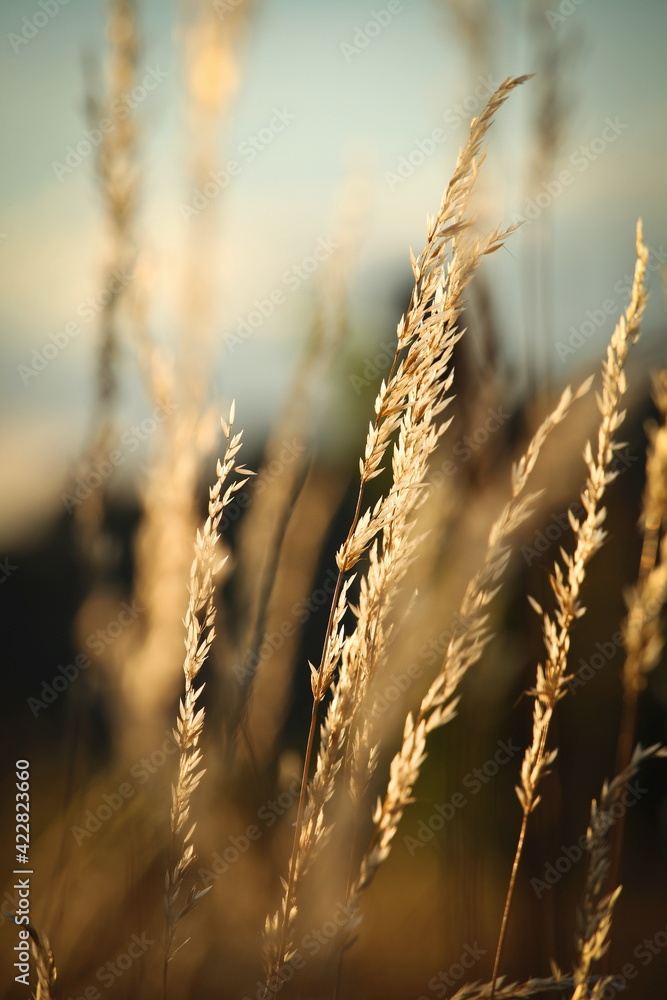 Golden colored leaves on reed or plant, vertical - obrazy, fototapety, plakaty 