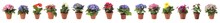 Collection Of Beautiful Flowers In Pots On White Background. Banner Design