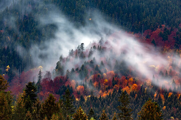 Wall Mural - Silhouette of forest with dense fog.