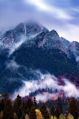 Wall Mural - Silhouette of forest with dense fog.