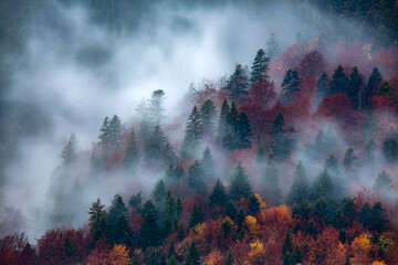 Wall Mural - Silhouette of forest with dense fog.
