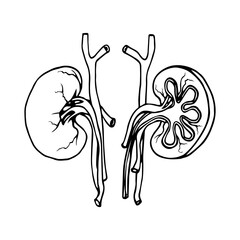 pair of human kidneys with blood vessels, the main organ of the urinary system, vector illustration with black ink contour lines isolated on a white background in doodle and hand drawn style