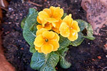 Close Up Of Yellow Primroses