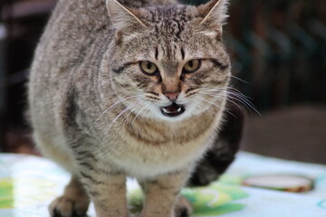 portrait of a cat