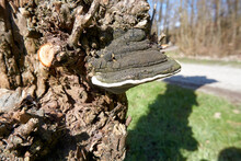 Dried Up Mushroom On A Tree Trunk