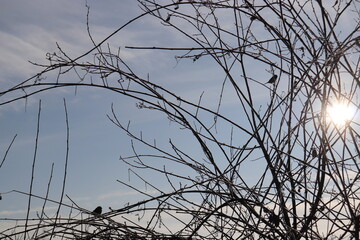 barbed wire against sky