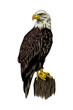 Bald eagle from a splash of watercolor, colored drawing, realistic. Vector illustration of paints