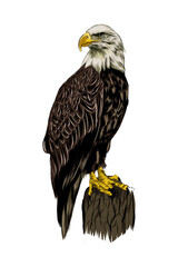 Fototapete - Bald eagle from a splash of watercolor, colored drawing, realistic. Vector illustration of paints