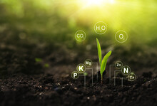 Plants On  Sunny Background With Digital Mineral Nutrients Icon. Fertilization And The Role Of Nutrients In Plant Life. 