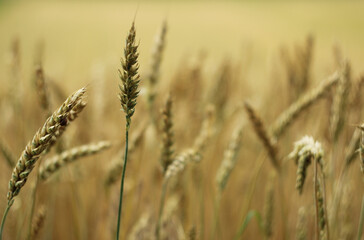 Canvas Print - Cereal - arable field