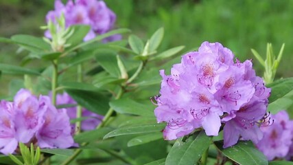 Sticker - Blossoming flowers rhododendron in the  Minsk a botanical garden, nature background.
