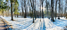 Panoramic Image Of Spring Park, Shadow Of Black Trunks Of Trees At Sunset