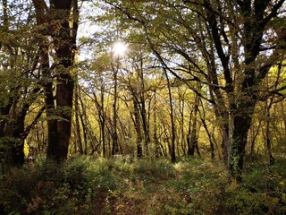 Wall Mural - trees in the forest