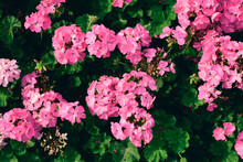 Pink Geranium Flower Blossom In A Garden, Spring Season, Nature Background