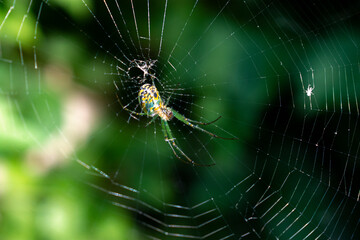 little green spider on web