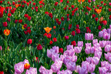 Fototapeta Tulipany - 꽃밭에서 아름답게 활짝 핀 튤립