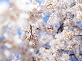 Fototapeta Kwiaty - 満開の桜の花