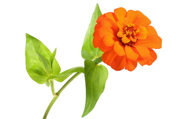 Sticker - Orange zinnia isolated on white. Very detailed