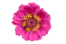 Pink Zinnia Isolated On White