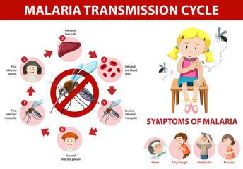 Wall Mural - Malaria transmission cycle and symptom information infographic