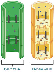 Wall Mural - Diagram showing vascular tissue system in plants