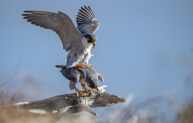 Wall Mural - Peregrine Falcons Mating 