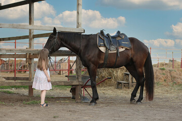 horse and foal