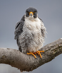 Sticker - Peregrine Falcon Portrait 