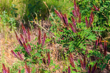 Canvas Print - Amorpha fruticosa - purple flowering plant, known by several names - desert false indigo, false indigo-bush and bastard indigobush