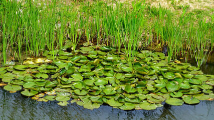 a well-growing lotus in the lake