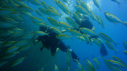 school of fish