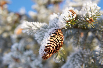 Wall Mural - A coniferous tree with cones covered with hoarfrost on a frosty morning.