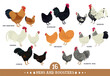 Set of domestic chickens Flat vector illustration Poultry farming
