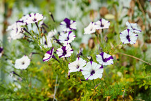 Close Up Of Beautiful Purple White Petunia Flowers In A Pot In The Garden With  Sunlight.