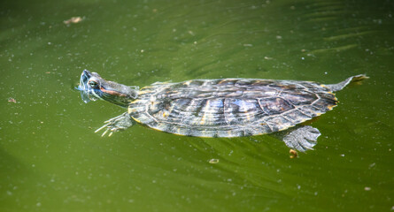 Sticker - Marsh turtle swims in the water.