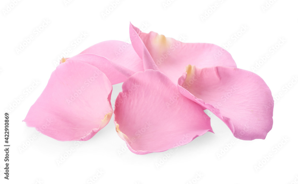 Beautiful pink rose petals on white background
