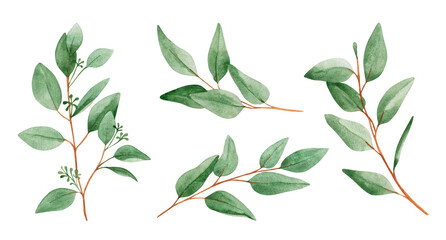 Watercolor botanical illustration set - eucalyptus green branches collection. Design elements for patterns, frames and compositions for wedding or invitations in floral style. Real watercolor.