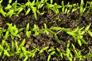 Green tomato sprouts in soil, spring indoors seedlings, growing young vegetables in windowsill garden