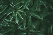 Dark green leaves peony, drops on leaf, natural abstract background pattern texture