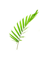 Wall Mural - Tropical palm leaf isolated on white background. Small palm leaf for bouquet decoration