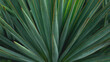 © Ali - Blue agave plant close up for produce teauila. green botany background. banner