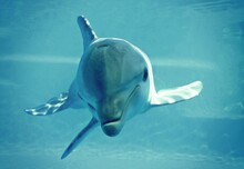 Delfín Mirando A La Cámara En Agua Azul. Primer Plano De La Cabeza De Un Juguetón Delfín Muy Cerca Del Fotógrafo.