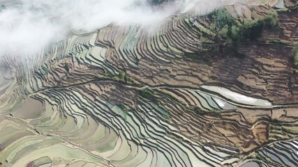 Sticker - aerial video of beautiful yunyang rice terraces and cloud fog, yunnan landscape, China.