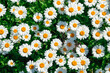 © Olek - lot of daisies. summer flowers on the field. view from above. overhead