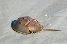 Horseshoe Crab On The Florida Beach